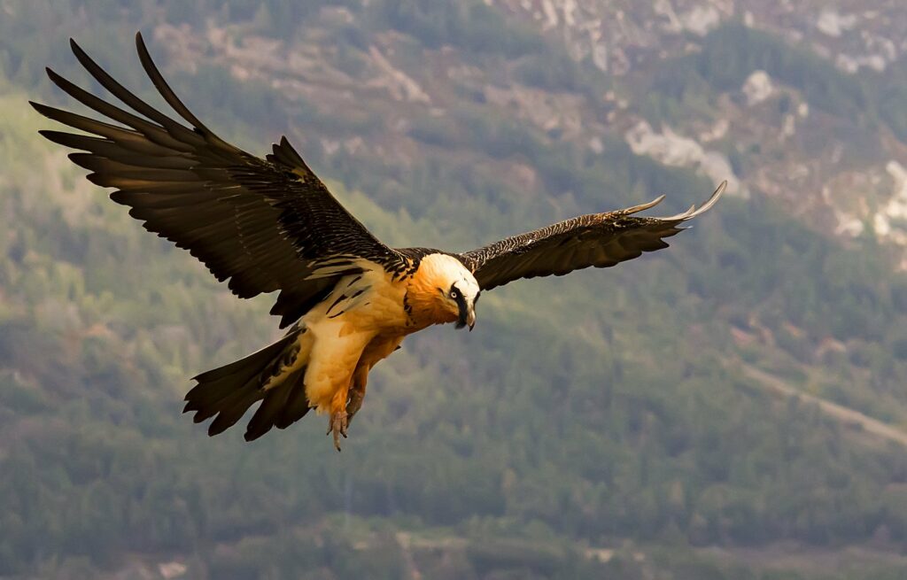 Aves del Pirineo