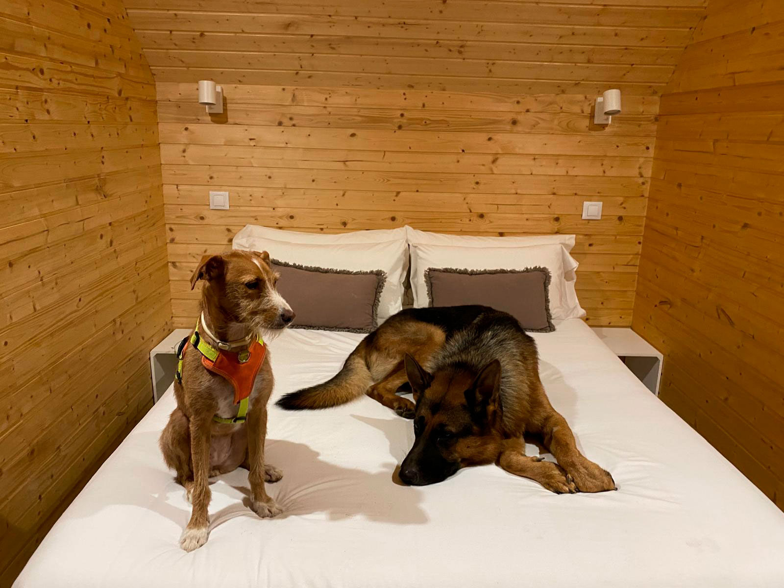 alojamiento-que-acepta-perros-en-el-pirineo