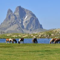 Animales del Pirineo