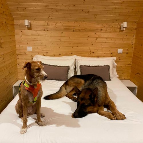 alojamiento-que-acepta-perros-en-el-pirineo