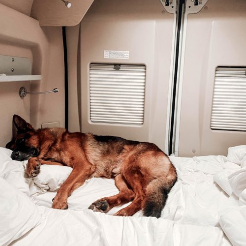 camping-petfriendly-aprcelas-camper