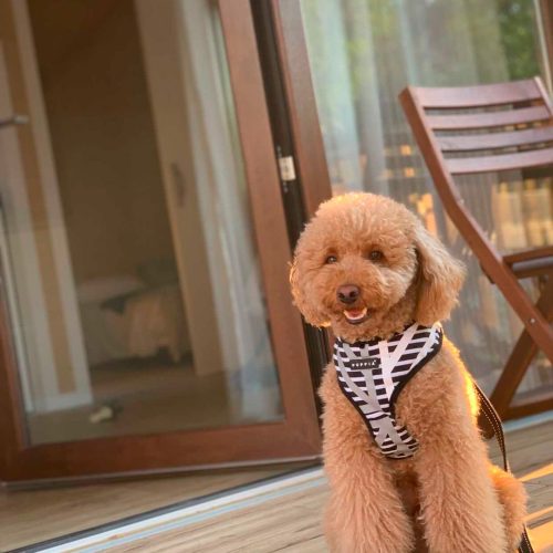 camping-que-acepta-mascotas