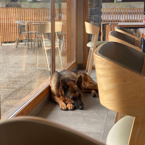 restaurante-petfriendly-en-jaca