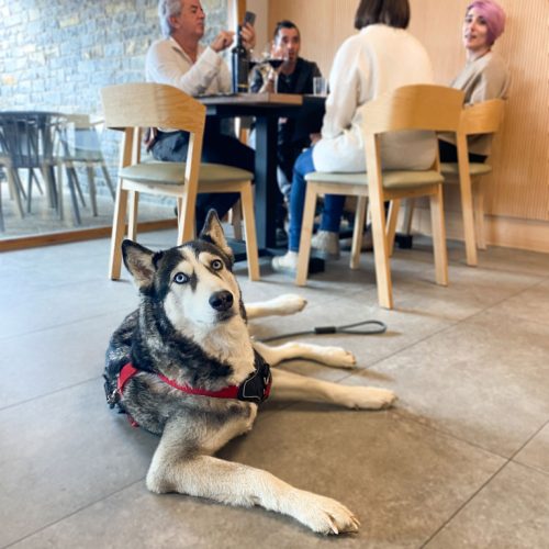 solete-repsol-petfriendly