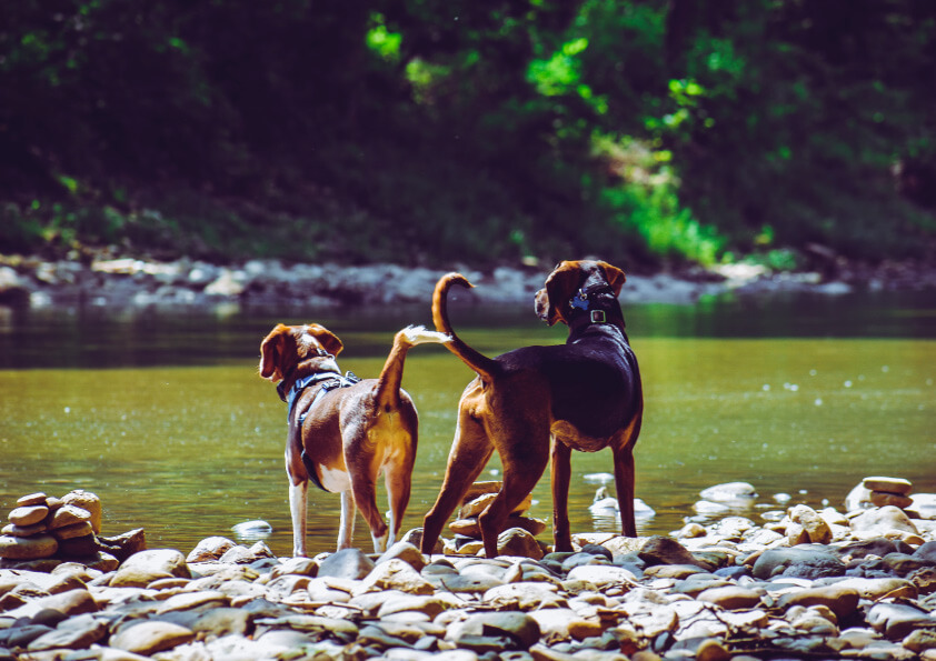 dos perros de espaldas en la orilla de un río