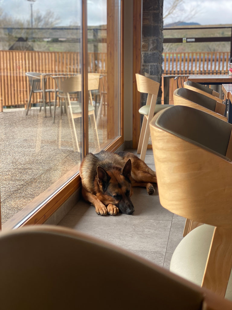 restaurante-petfriendly-en-jaca